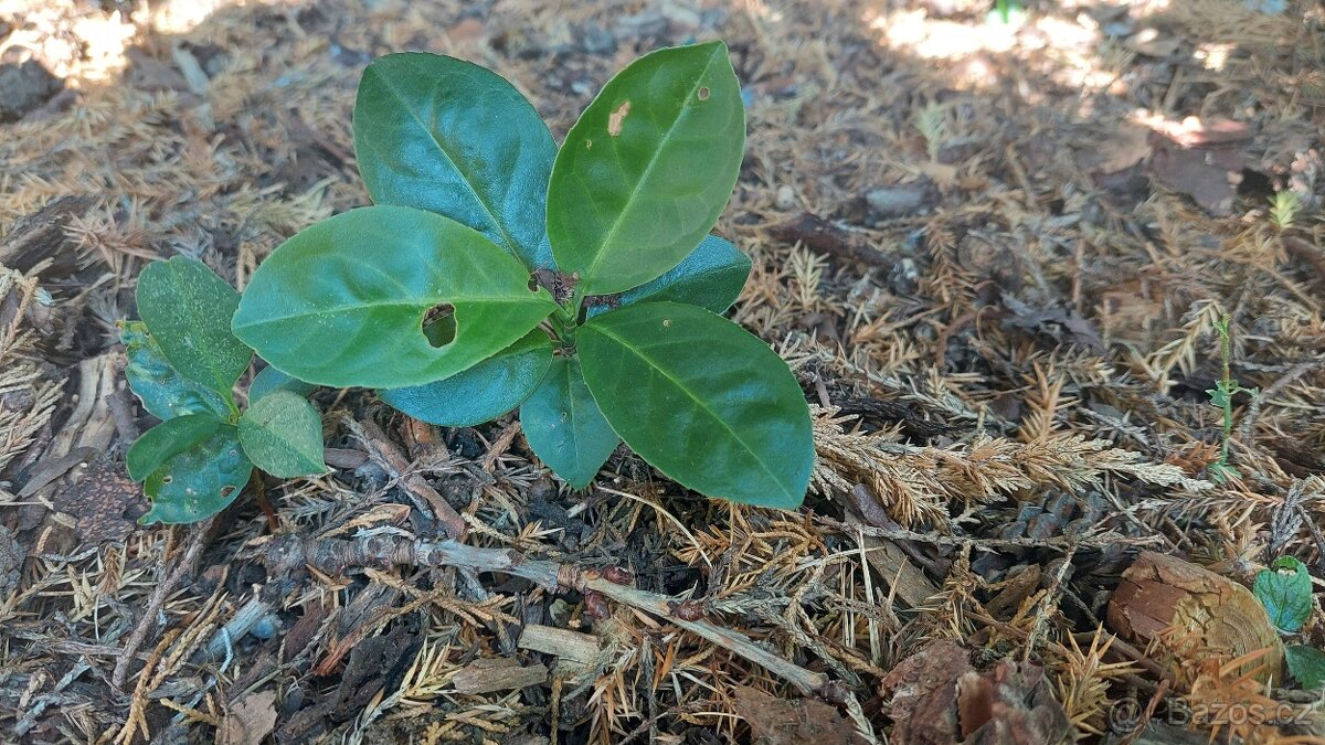 Bobkovišeň lékařská