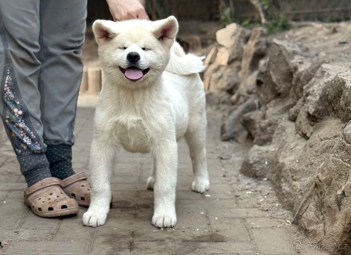 Akita Inu s průkazem původu