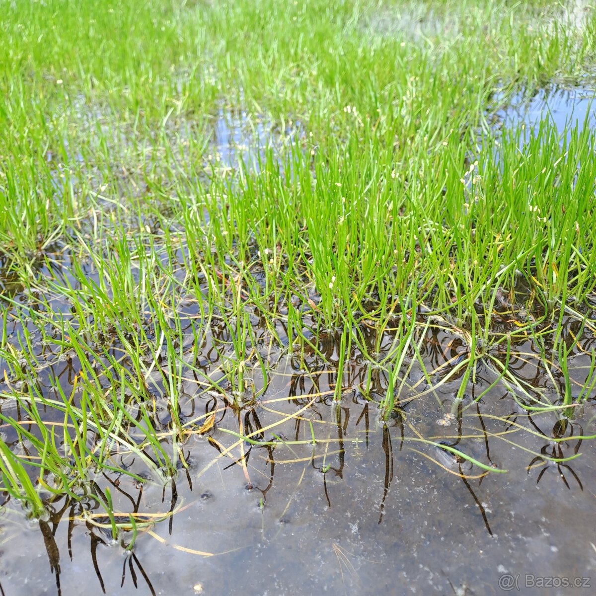 Littorella uniflora – vzácná jezírková rostlina