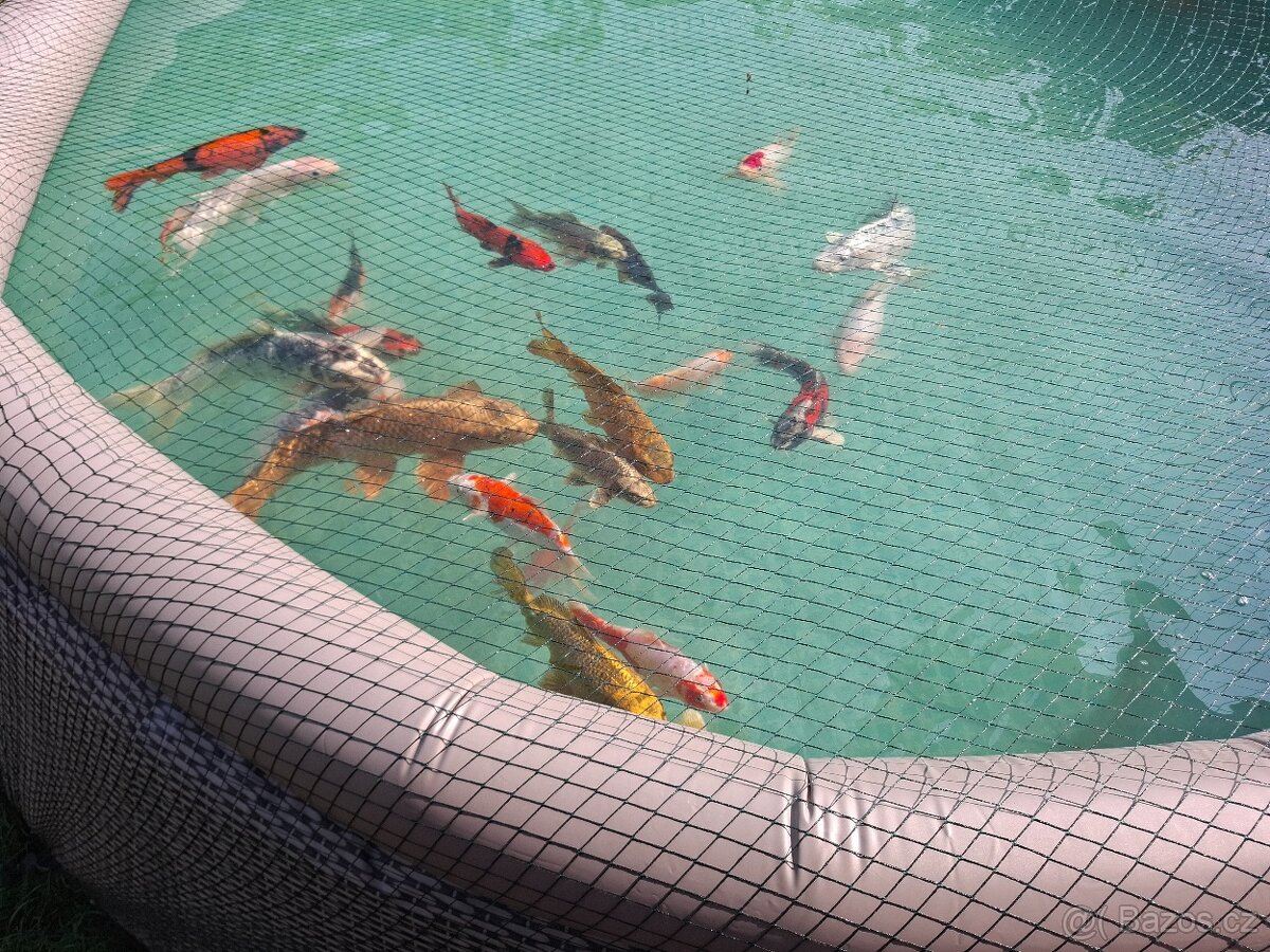 Koi kapři