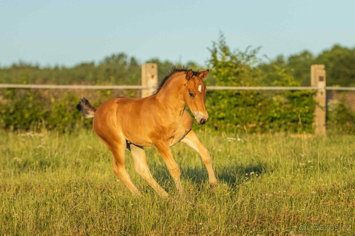 Welsh Cob hřebeček