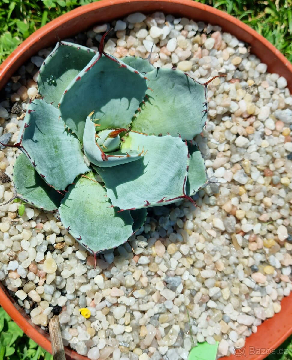 Agave parryi var. Truncata