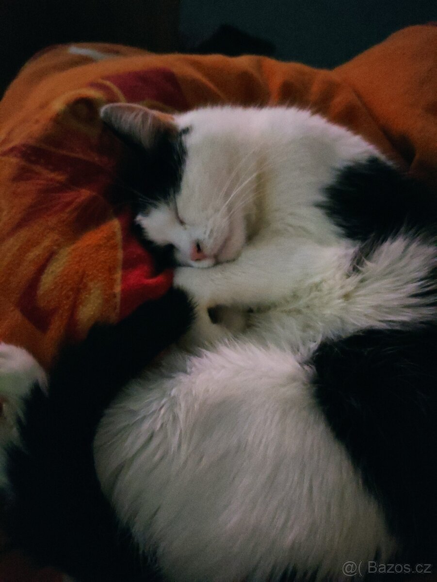 Kočička Minnie