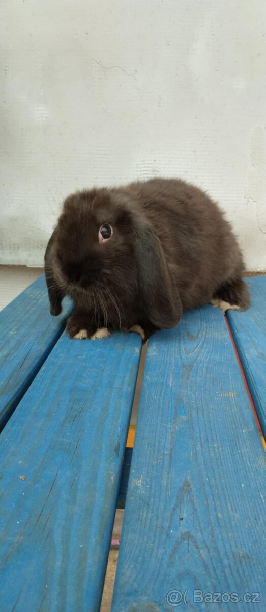 Daruji zakrslého králíčka Minilop
