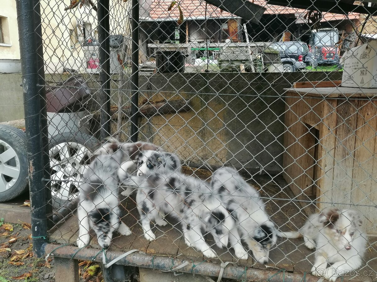 Štěňata border kolie merle