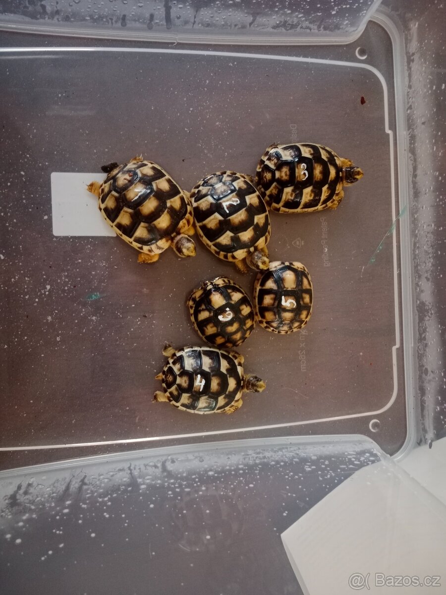Suchozemská želva vroubená