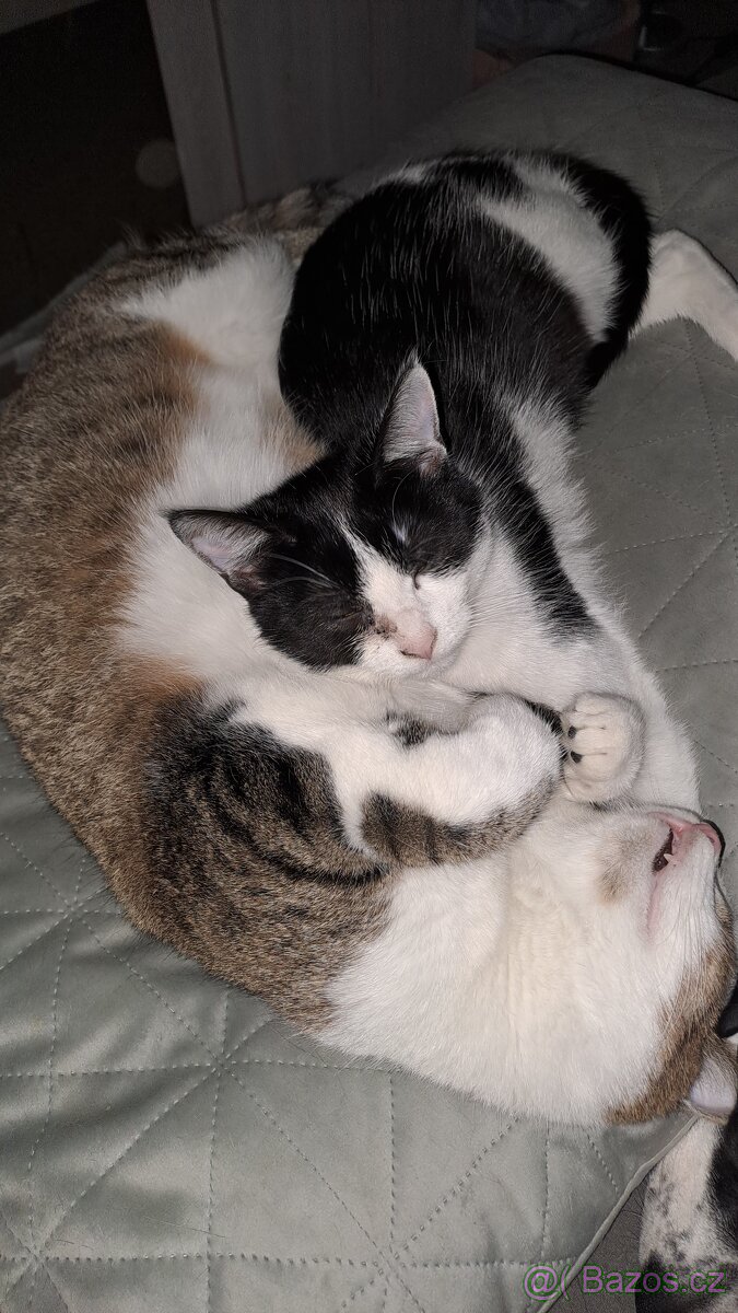 Daruji kocourka a kočičku