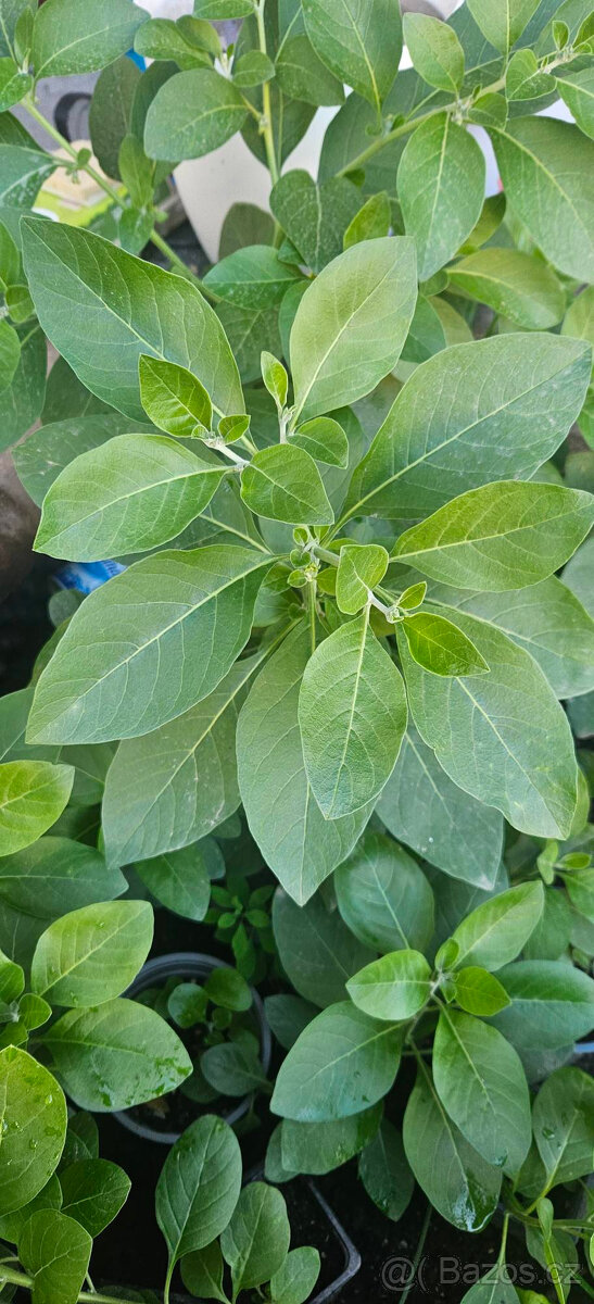 Vithanie snodárná - indický ženšen