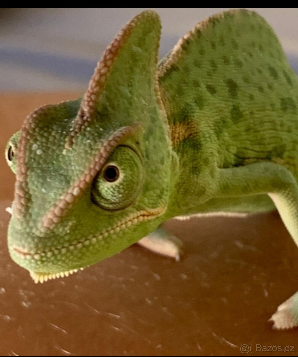 Chameleon jemenský mládě, 3 měsíce a Terárium nové 80x40x40.