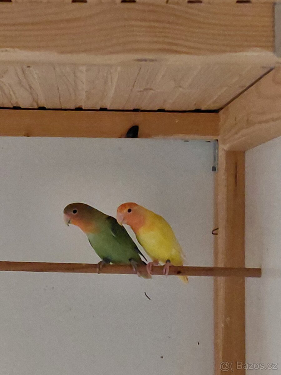 Agapornis růẓ̌ohrdlý