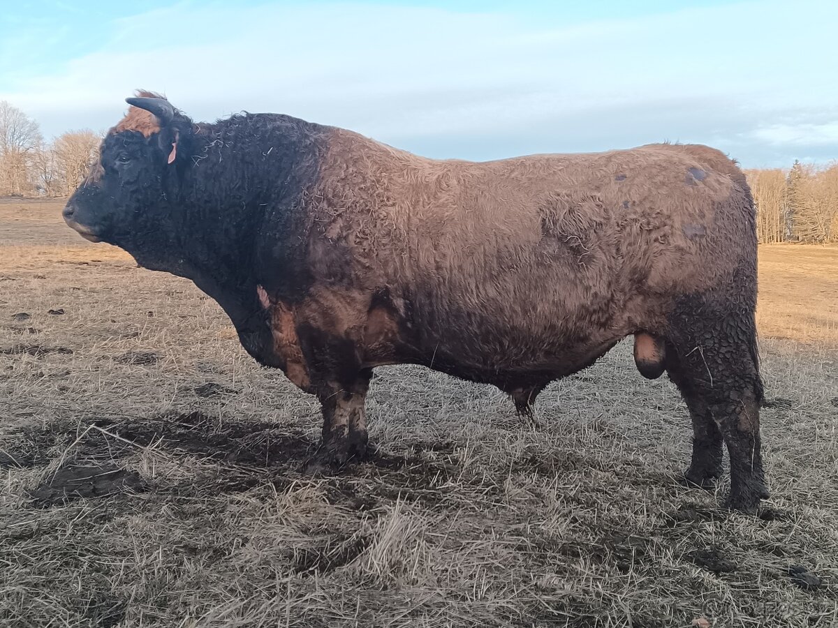 Plemenný býk Aubrac