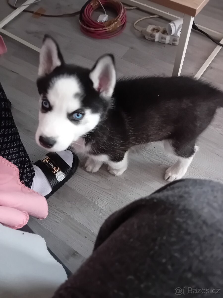 Prodám štěně