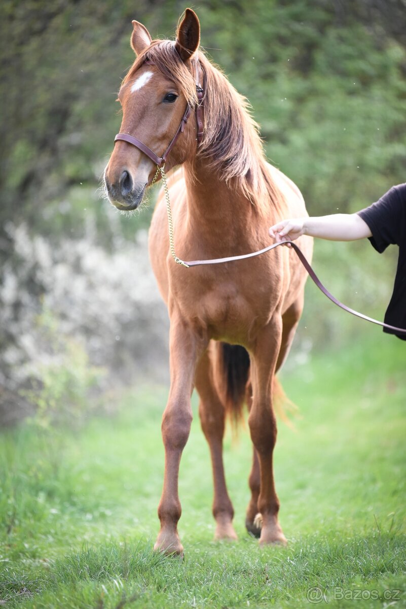 Lusitano klisna PSL 2 letá