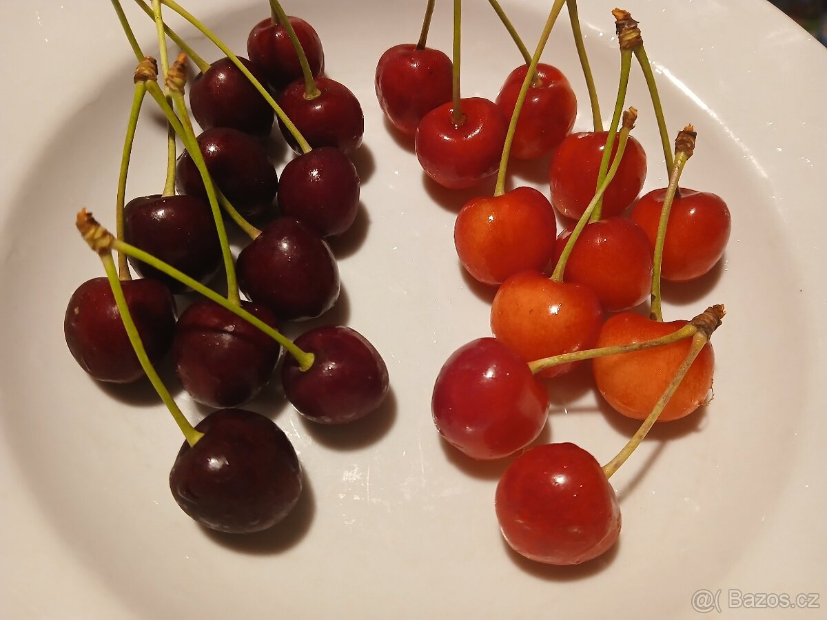 Třešně