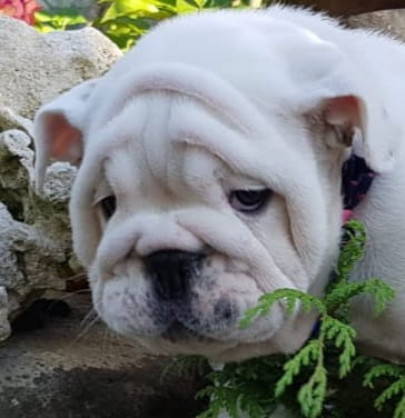 Anglický buldog
