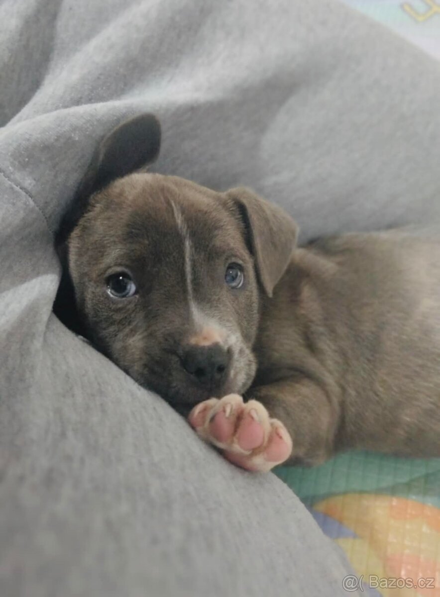 Americký stafordšírský teriér