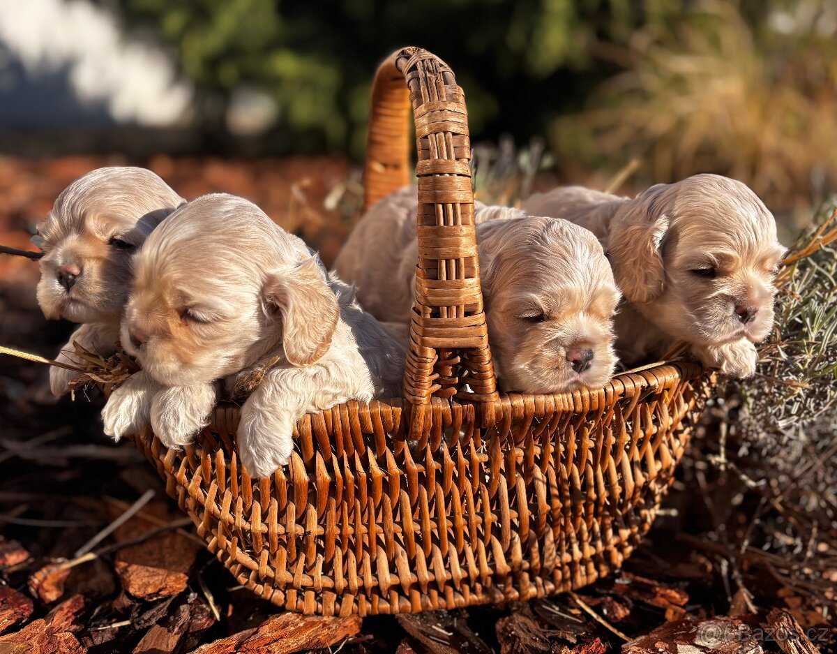 Americký kokršpaněl s PP