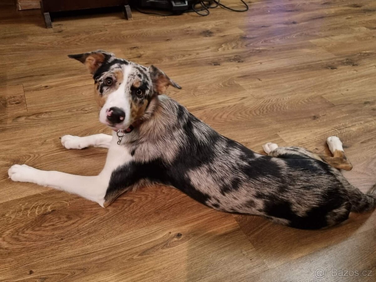 Border kolie s PP (s rodokmenem)