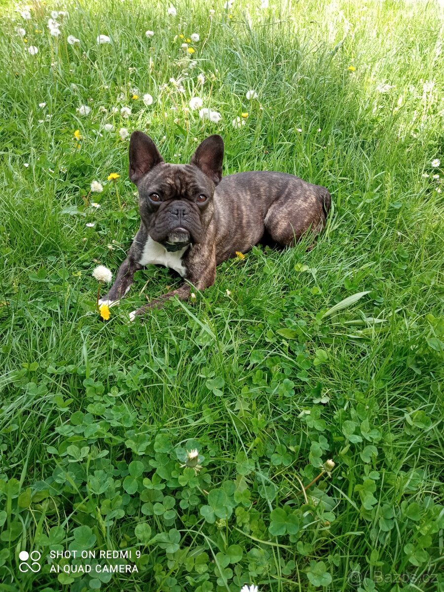 Darují fenu francouzský buldoček