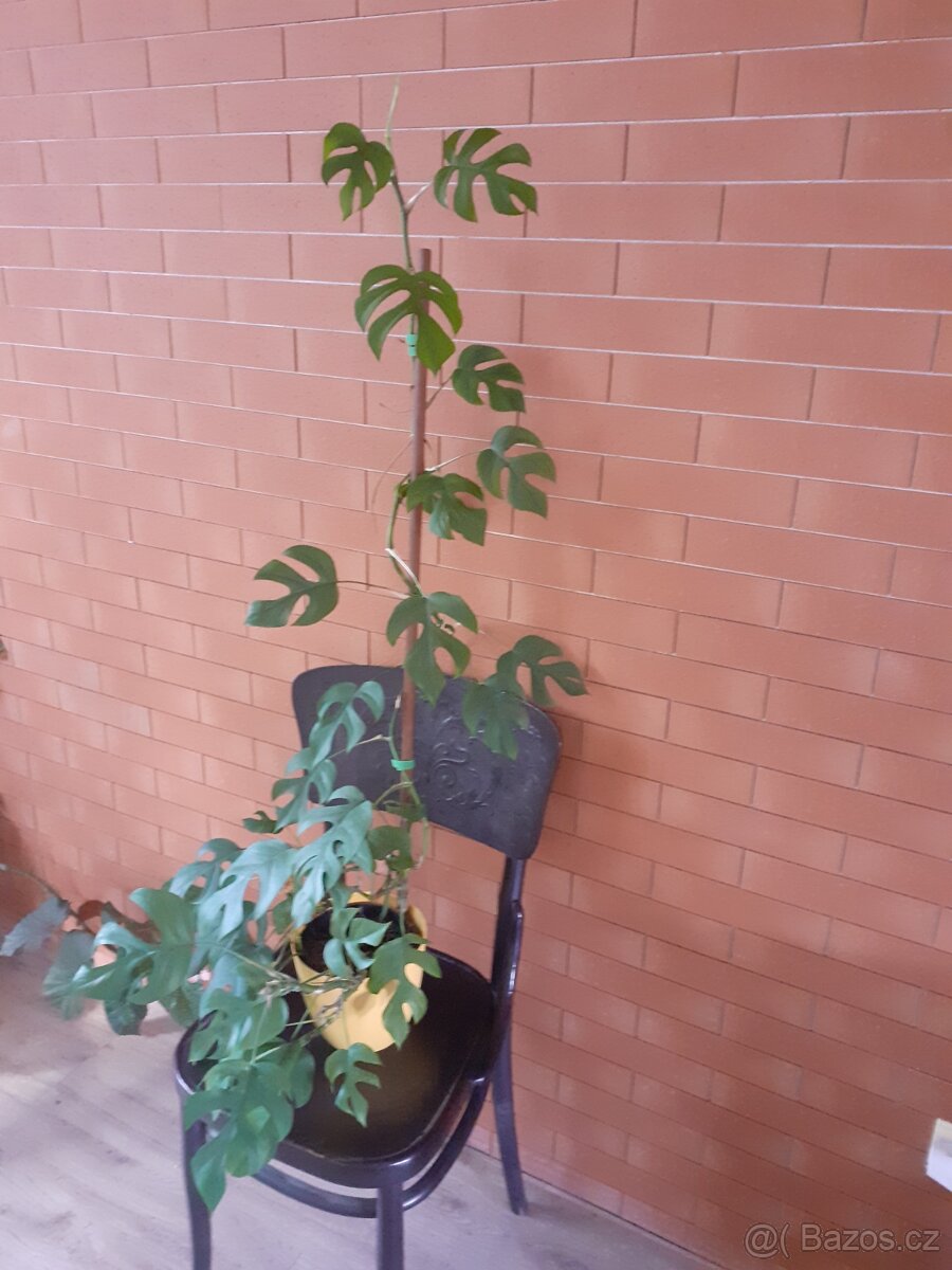 Monstera minima