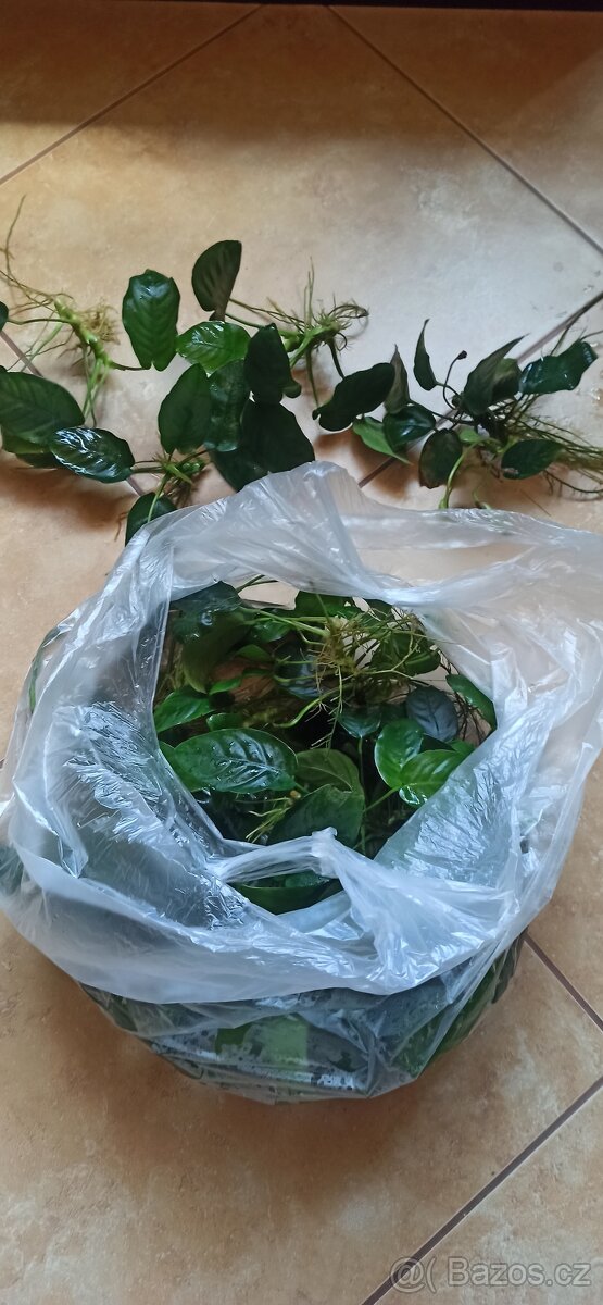 Akvarijní rostliny