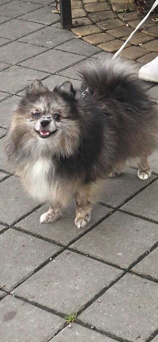 Pomeranian pejsek bez PP