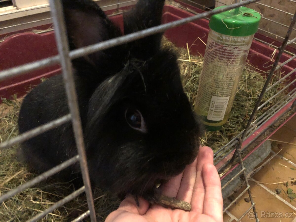 Králíček (pravděpodobně lvíček)