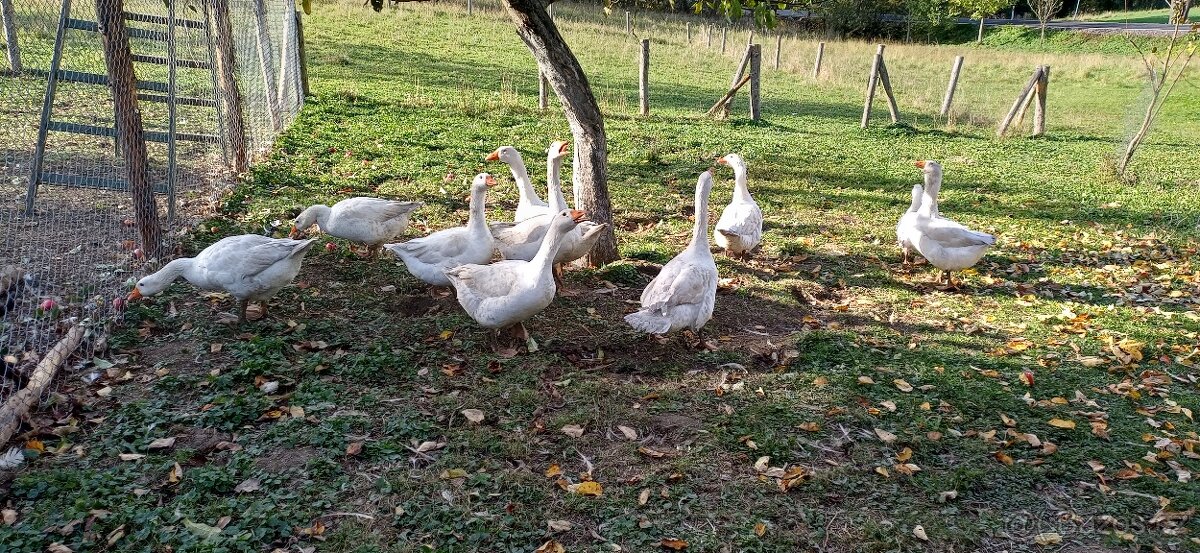 Vykrmené husy