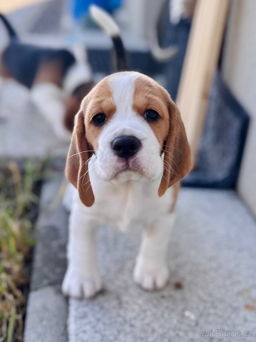štěňata bígla s PP