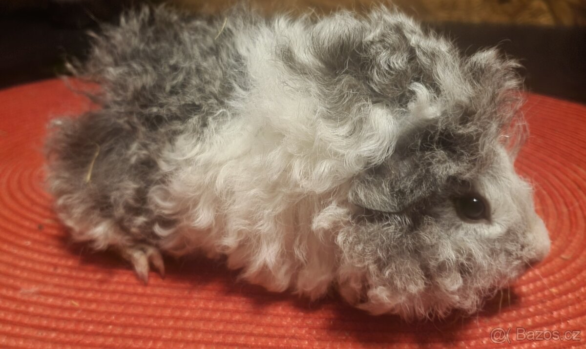 Prodám dlouhosrstá morčata lunkarye