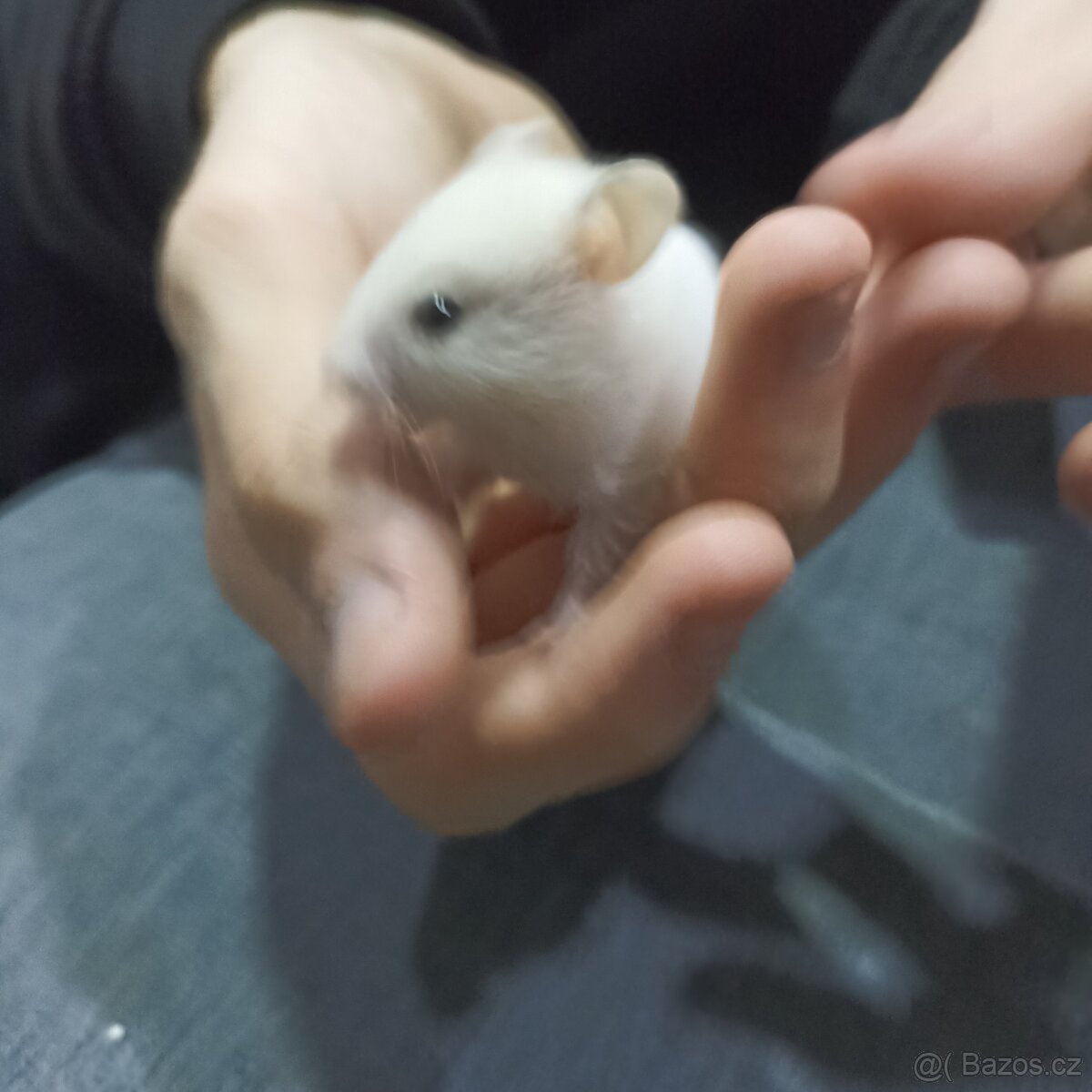 Mláďata křečka syrského