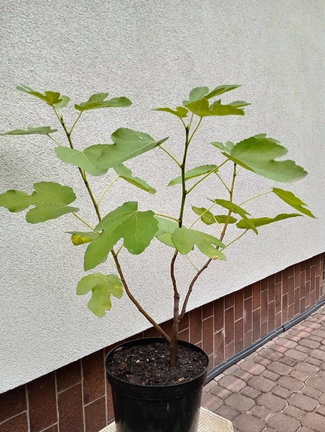 Fíkovník smokvoň (Ficus carica) 3