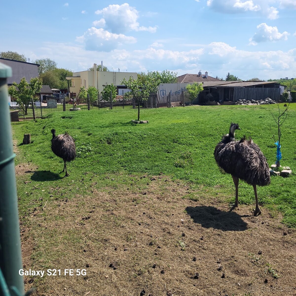 EMU hnědý pár