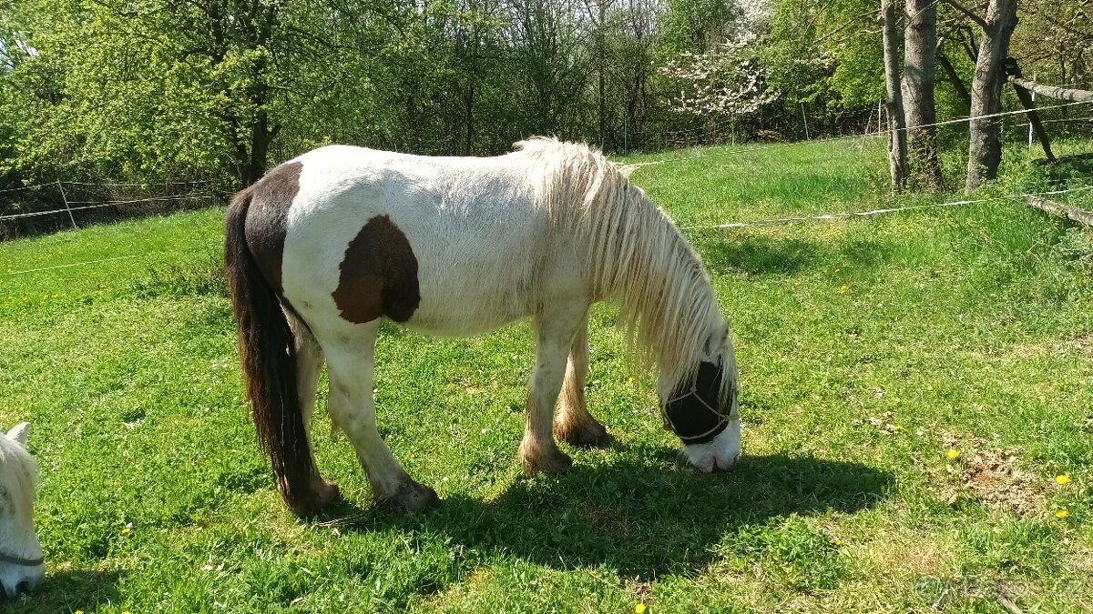 Valášek irský cob, 2 roky