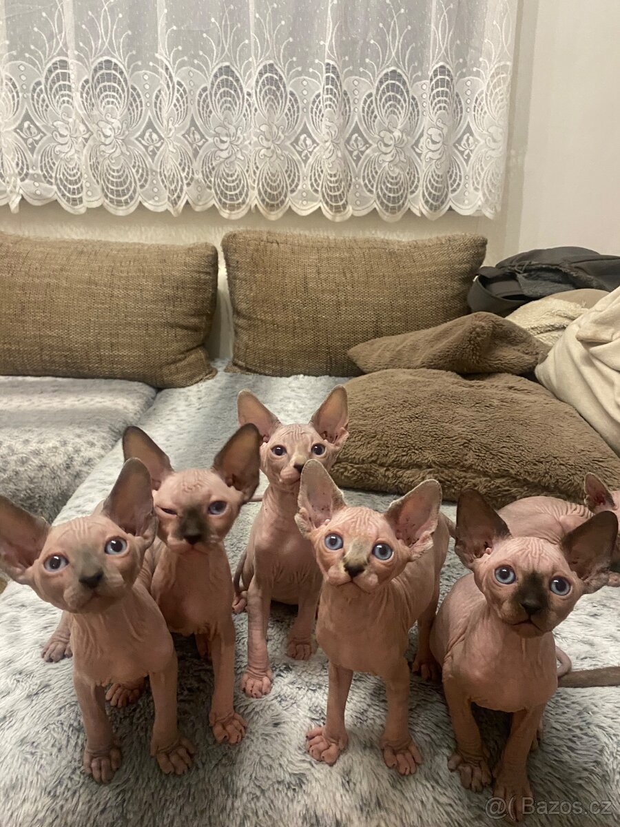 Sphynx