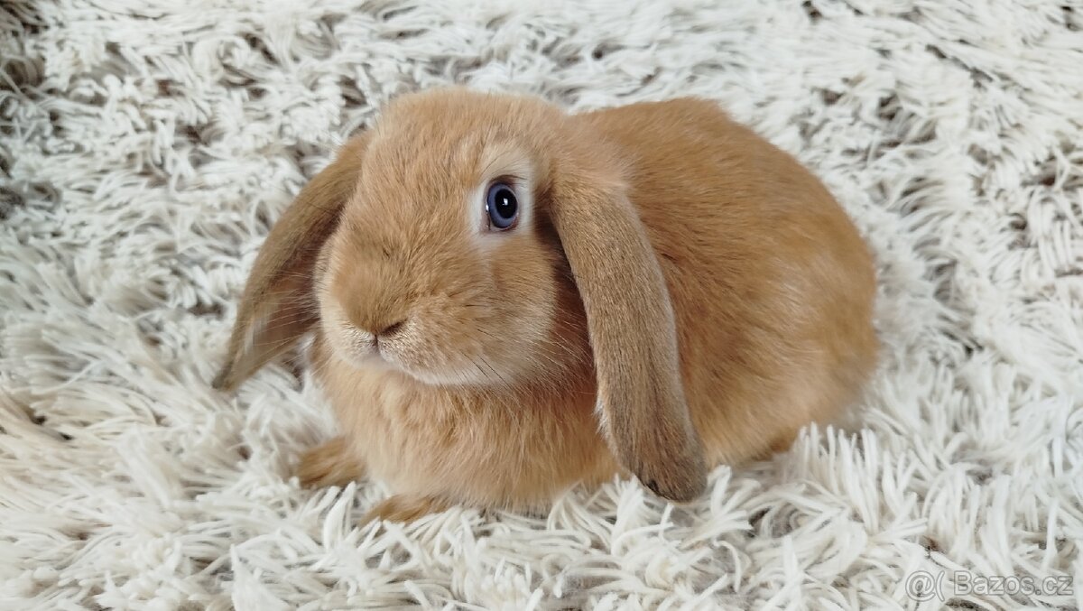 Zakrslý beránek, králíček, králík - RIKI