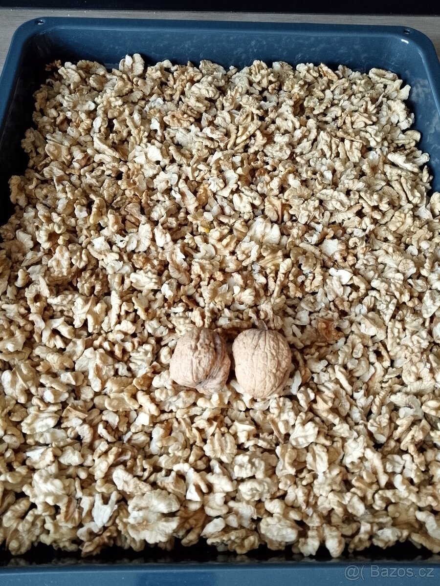 Vyloupané letošní vlašské ořechy