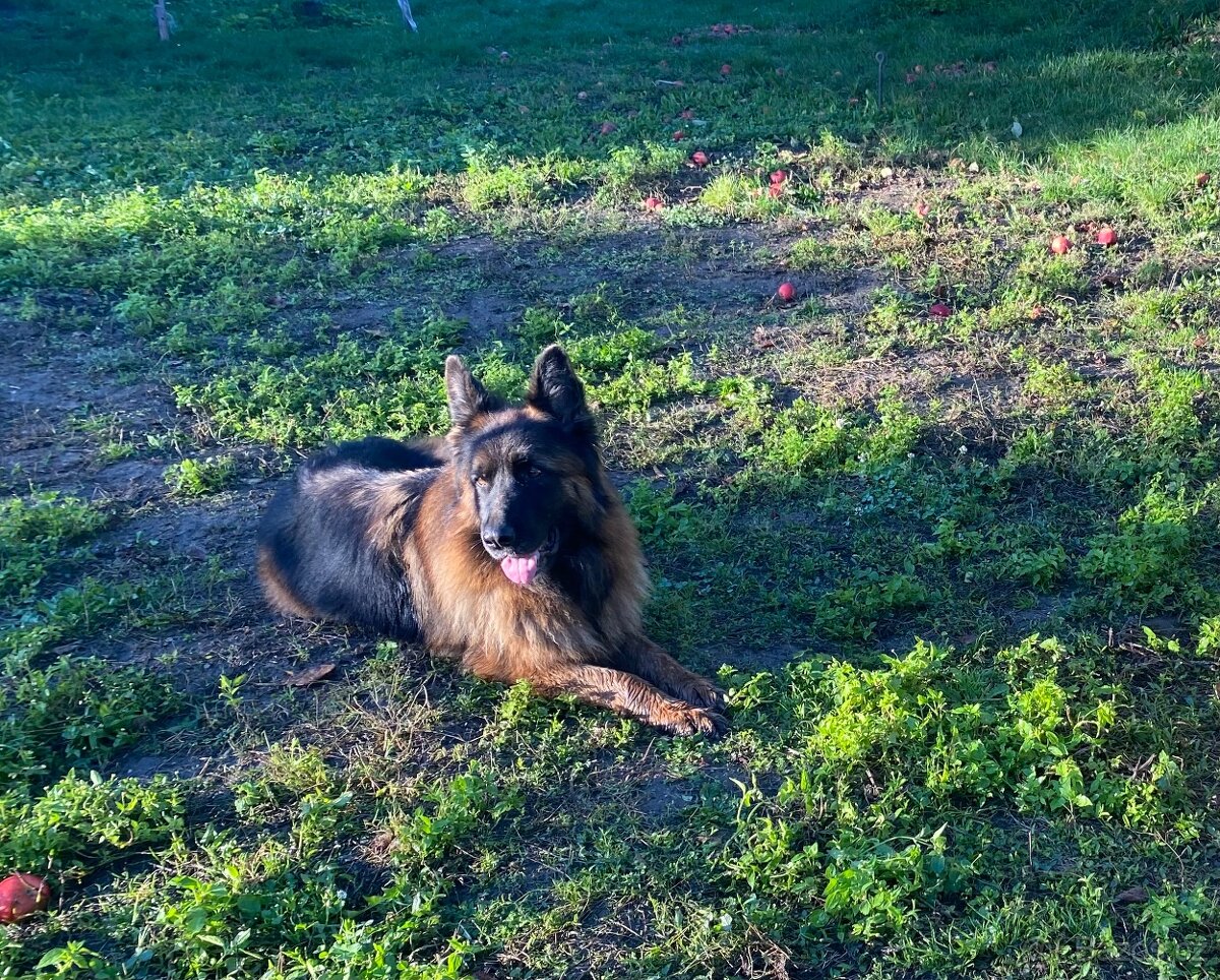 Německý ovčák štěňata s PP (dlouhosrstý)