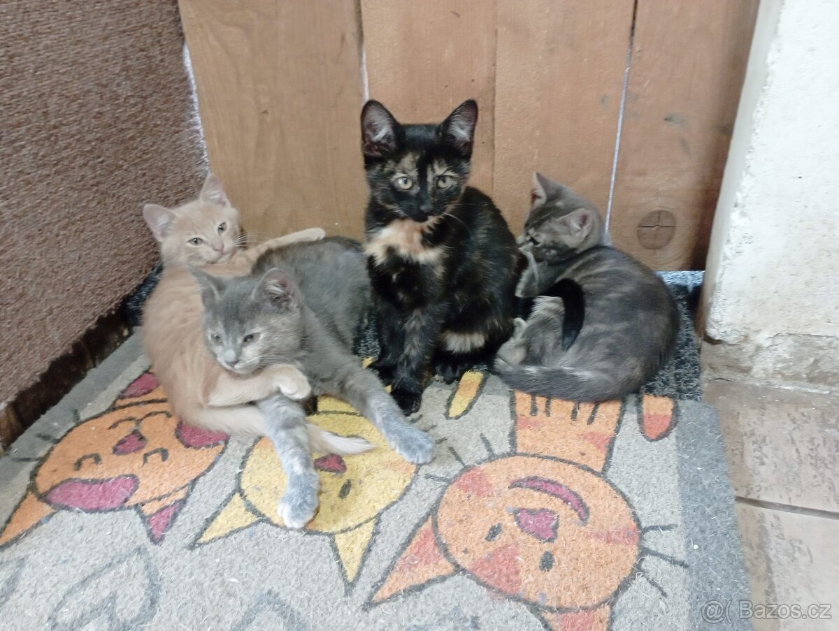 Darujeme 4 kočičky a 1 kocourka