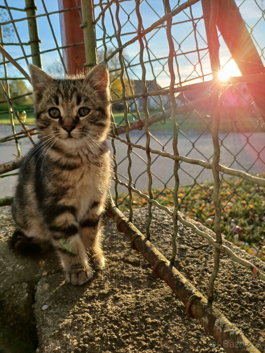 2 měsíční koťátko zdarma