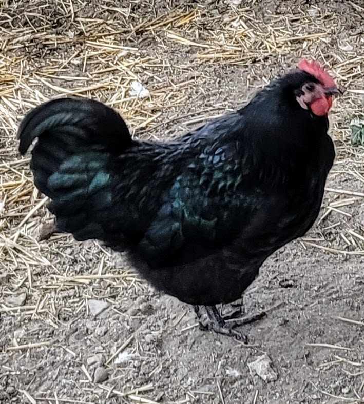 Australka velká - kohout