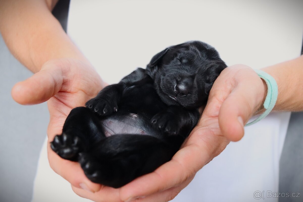 Flat coated retriever