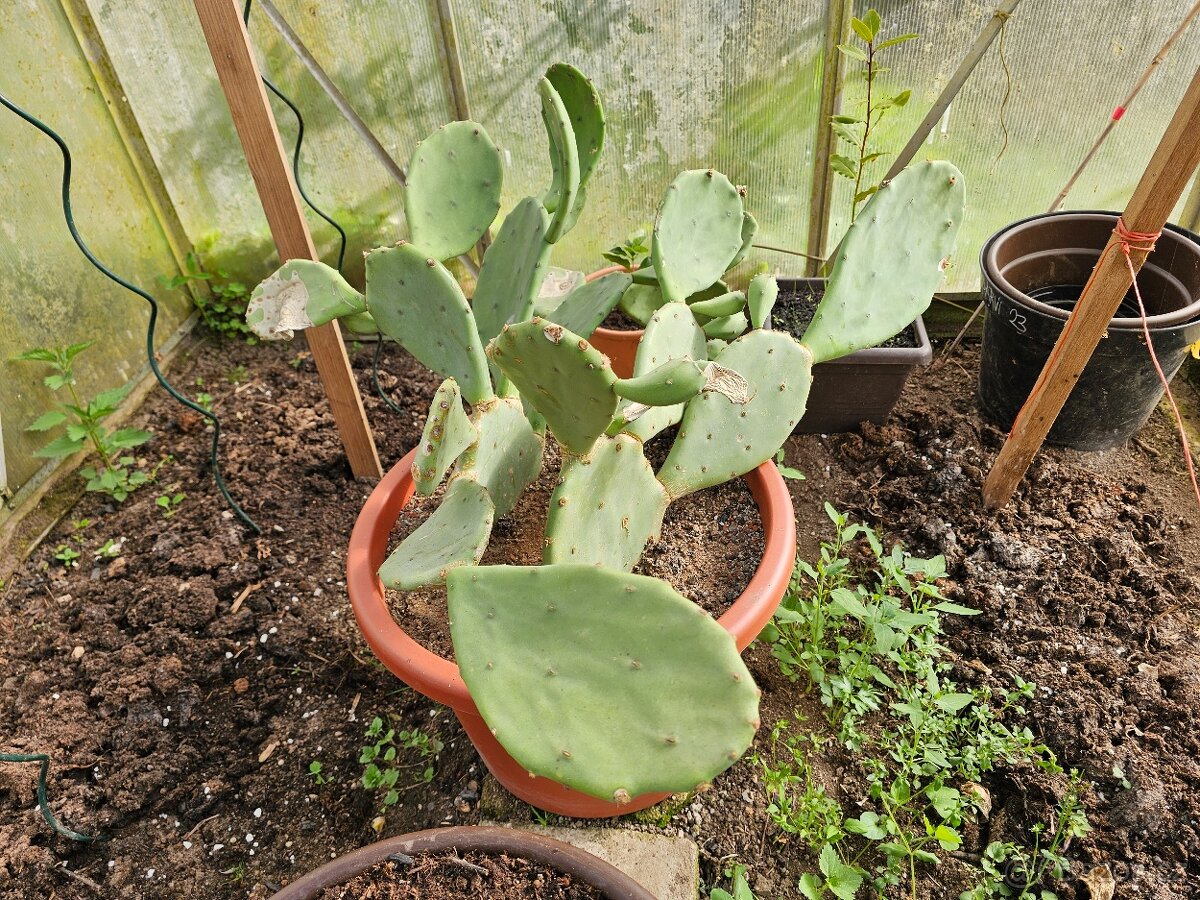 Opuncie Mexická