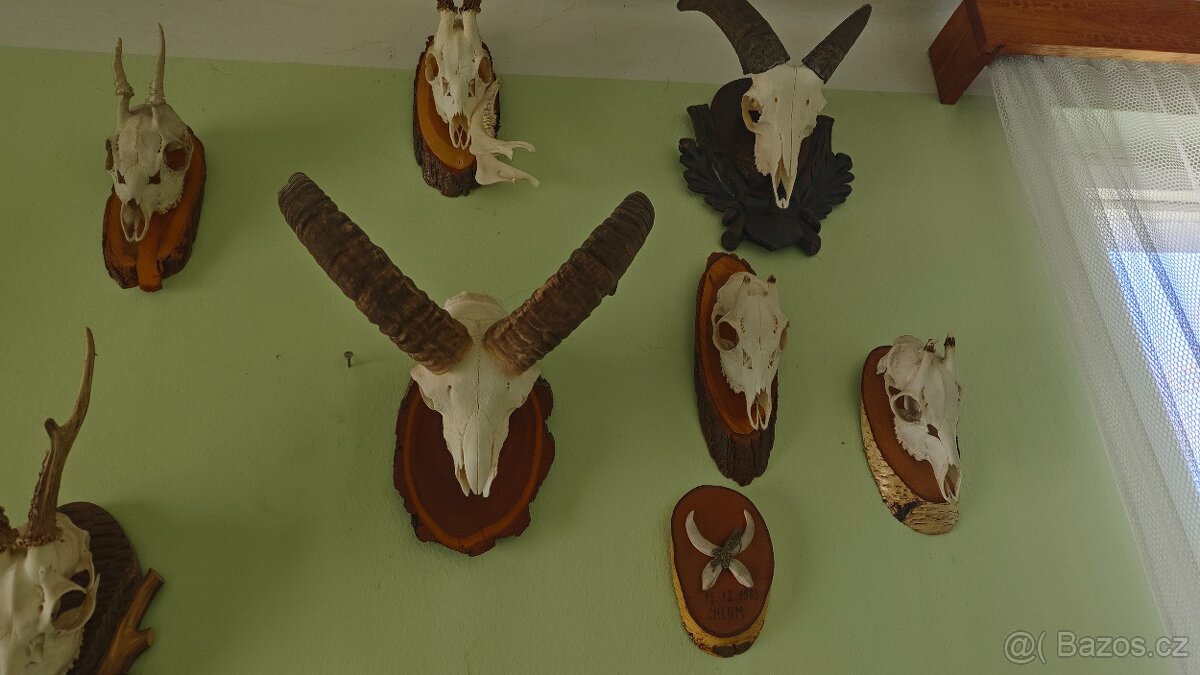 Prodám trofeje
