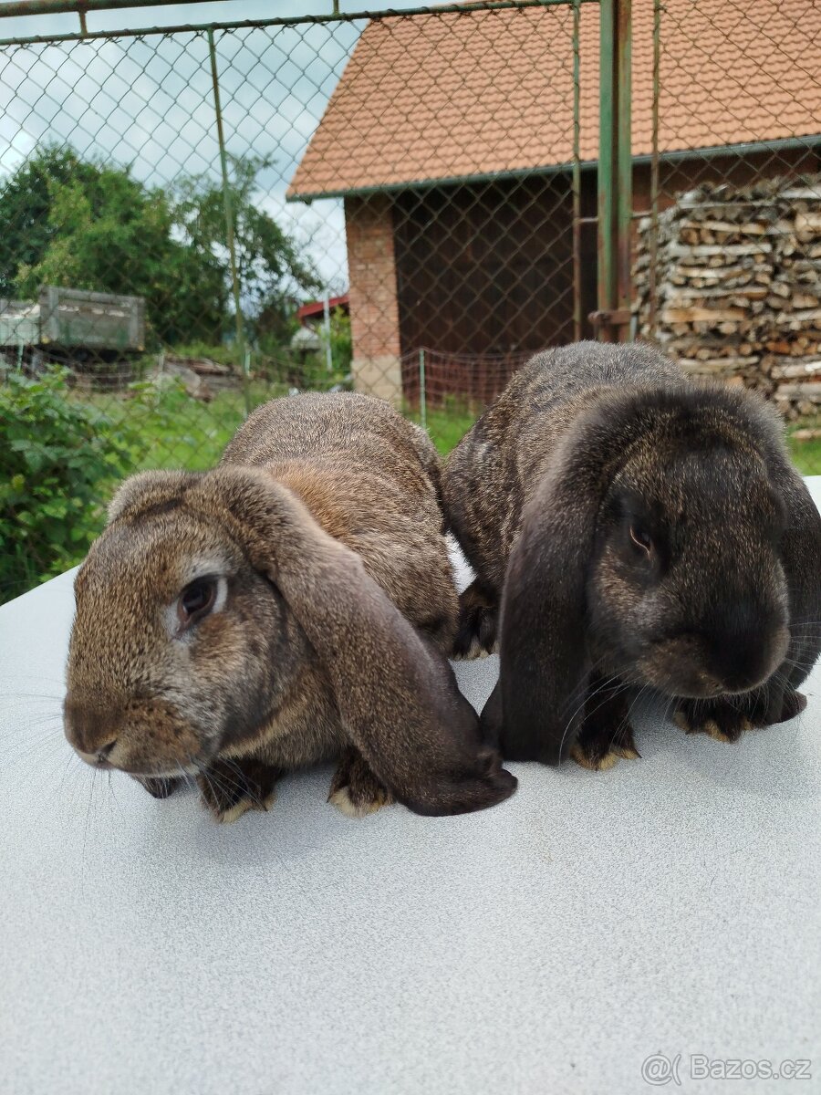 Francouzský beran