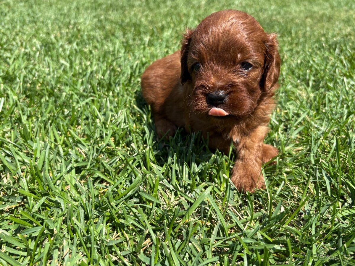 Cockapoo, maltipoo, cavapoo, pudel