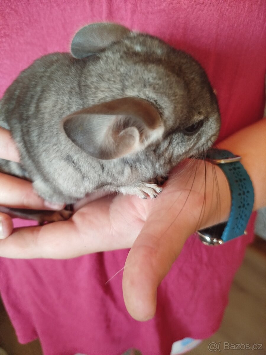 Činčila