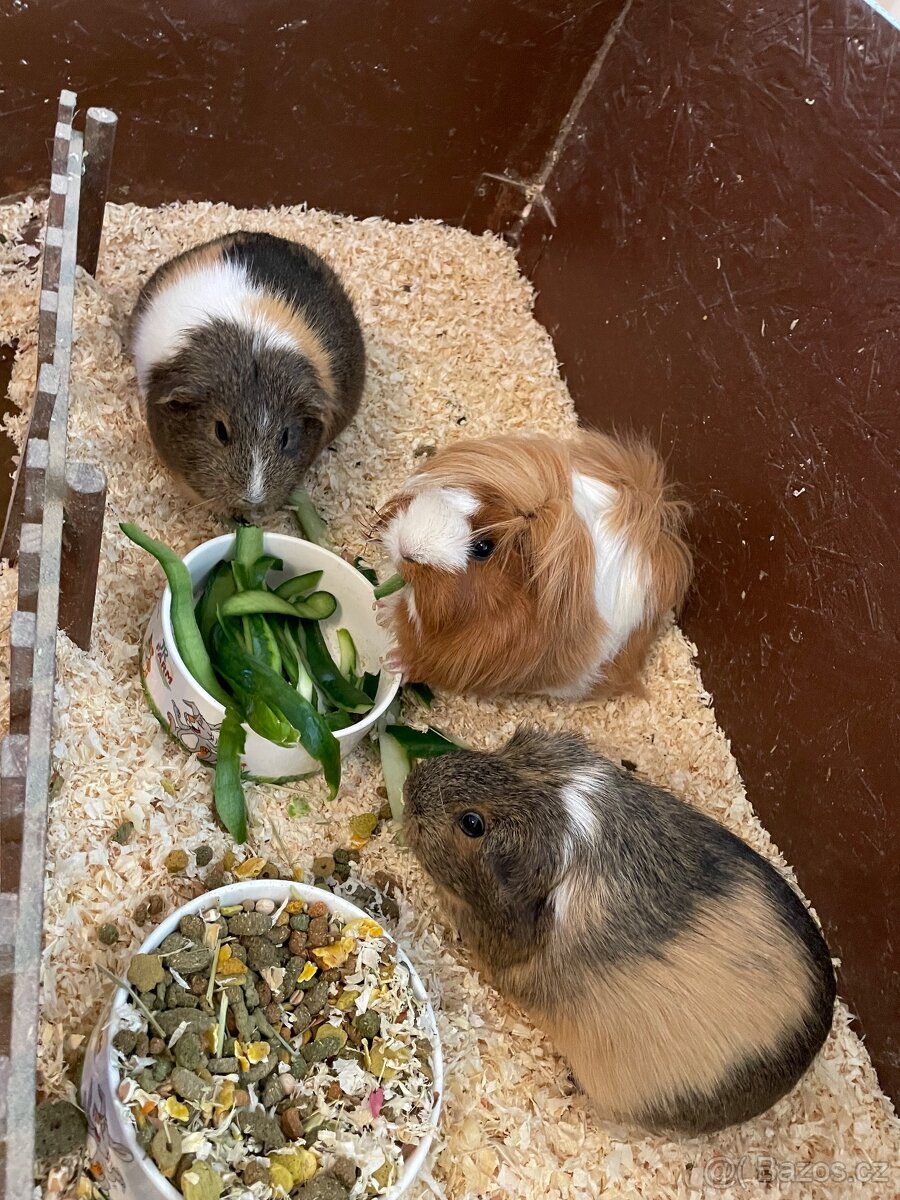 Daruji 3 morčata s kompletním vybavením