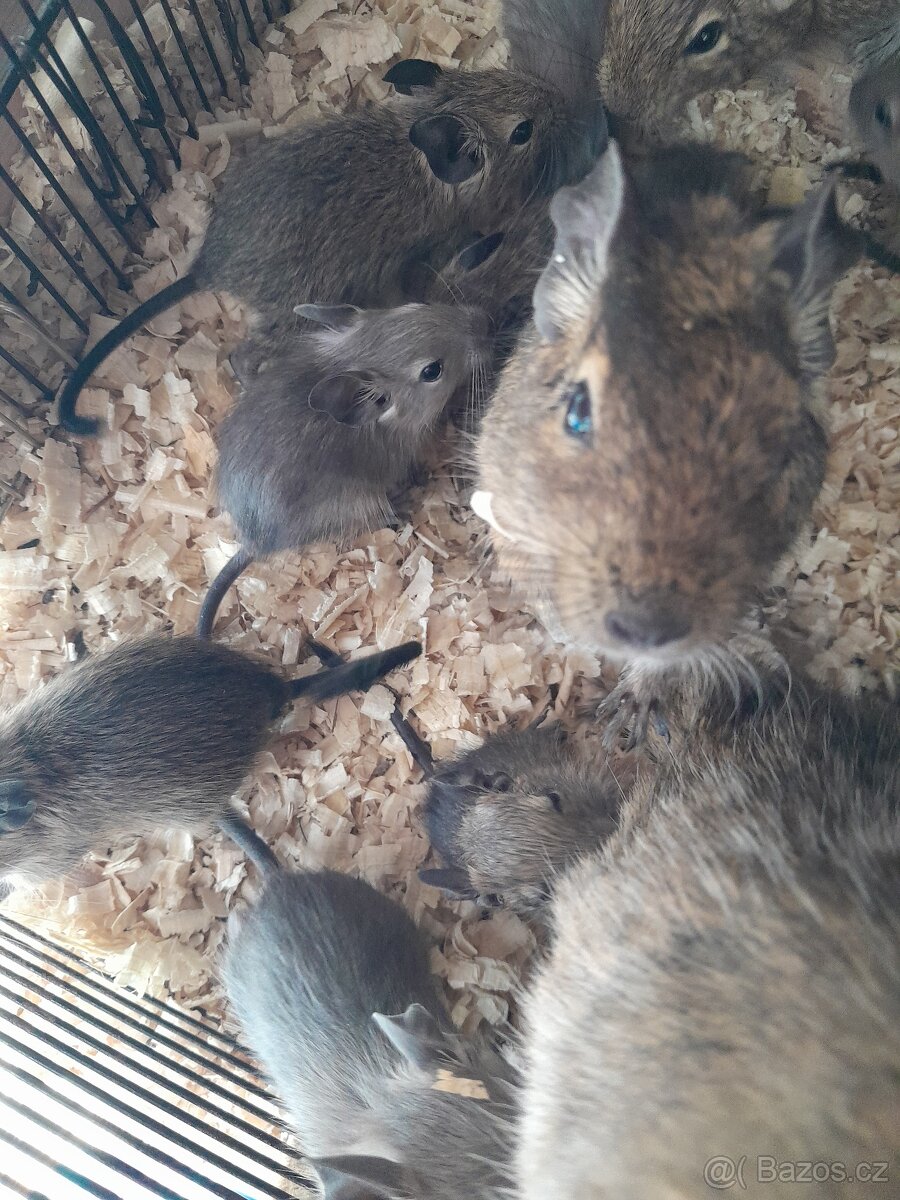 Osmáci degu
