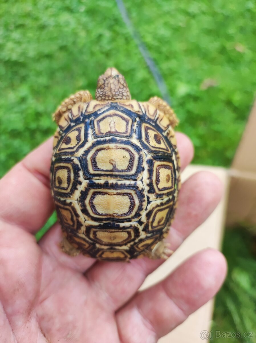 Želva pardálí (Stigmochelys pardalis)